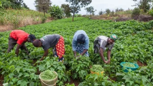 Mais de 1 milhão de famílias receberam assistência e 389 mil adoptaram novas tecnologias agrícolas, elevando a produtividade e a segurança alimentar.