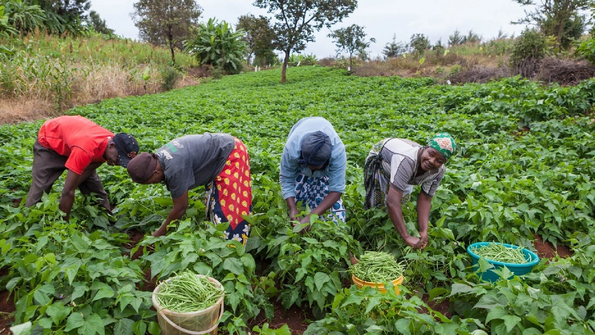 Mais de 1 milhão de famílias receberam assistência e 389 mil adoptaram novas tecnologias agrícolas, elevando a produtividade e a segurança alimentar.