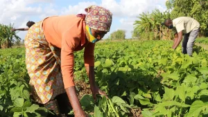 FDEL: agricultura e comércio lideram submissões
