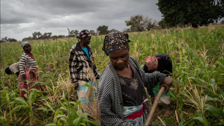 Inhambane vai assistir 120 mil produtores na nova campanha agrária