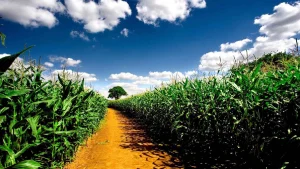 Moçambique dá um passo decisivo na reforma fundiária com a nova Lei de Terras, que reforça os direitos das comunidades e garante o uso justo e sustentável do solo.