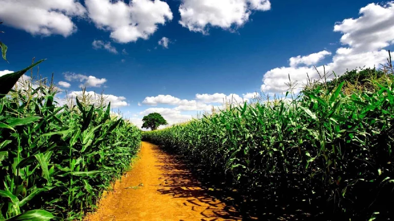 Moçambique dá um passo decisivo na reforma fundiária com a nova Lei de Terras, que reforça os direitos das comunidades e garante o uso justo e sustentável do solo.