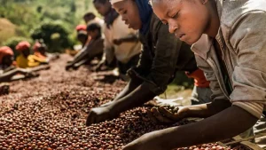 Café da Gorongosa gera até 400 mil MT por campanha para agricultores