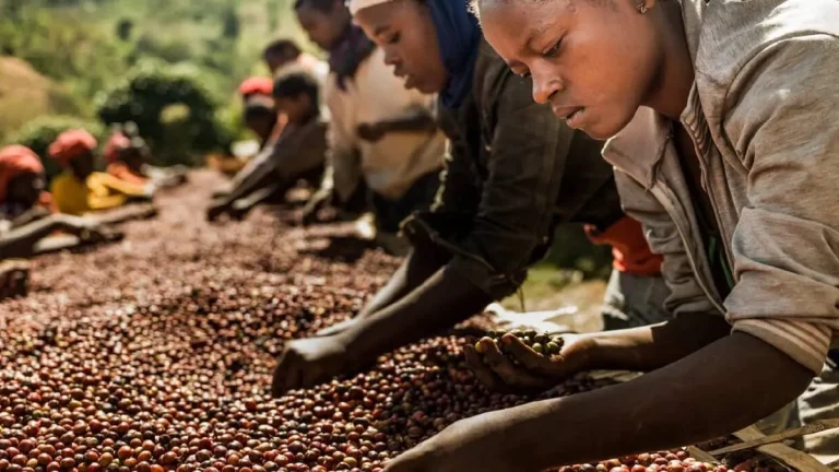 Café da Gorongosa gera até 400 mil MT por campanha para agricultores