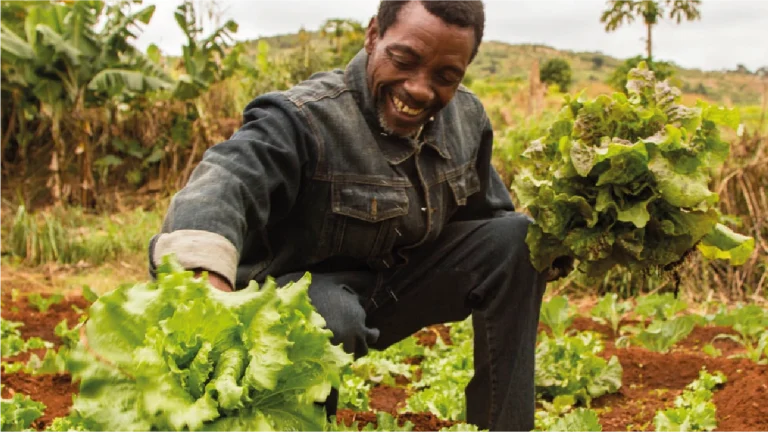 O comércio e a agricultura são os sectores mais procurados no FDEL, concentrando mais de metade das candidaturas. O fundo está a transformar a economia local e a criar novas oportunidades para produtores e empreendedores.