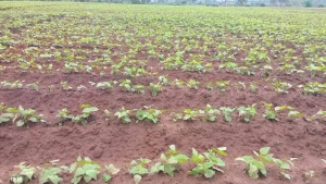 Macanga acelera campanha agrícola