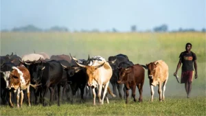 Moçambique aposta em genética bovina para reforçar produção nacional