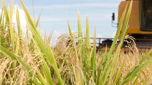 ICM impõe pré registo obrigatório para importar arroz e trigo