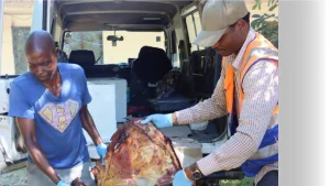 MAAP apreende carne bovina imprópria para consumo em Maputo
